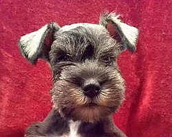 Schnauzer for sale