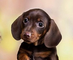 Dachshund